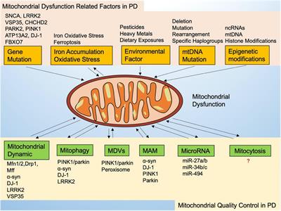 Mitochondrial Dysfunction in Parkinson’s Disease: From Mechanistic Insights to Therapy